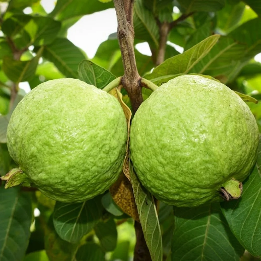 Guava (Thai) photo 2