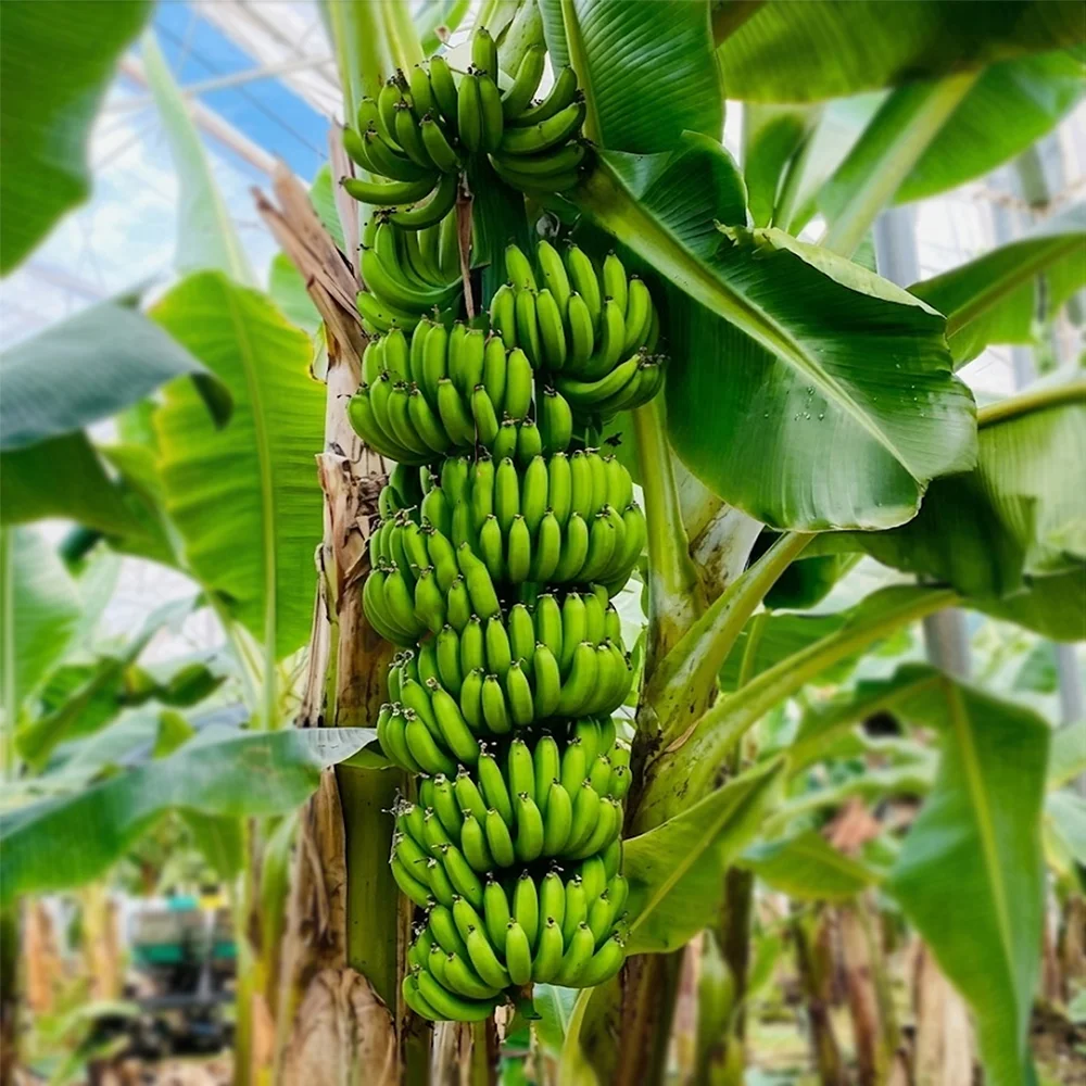 Banana (G9) — ছবি ২