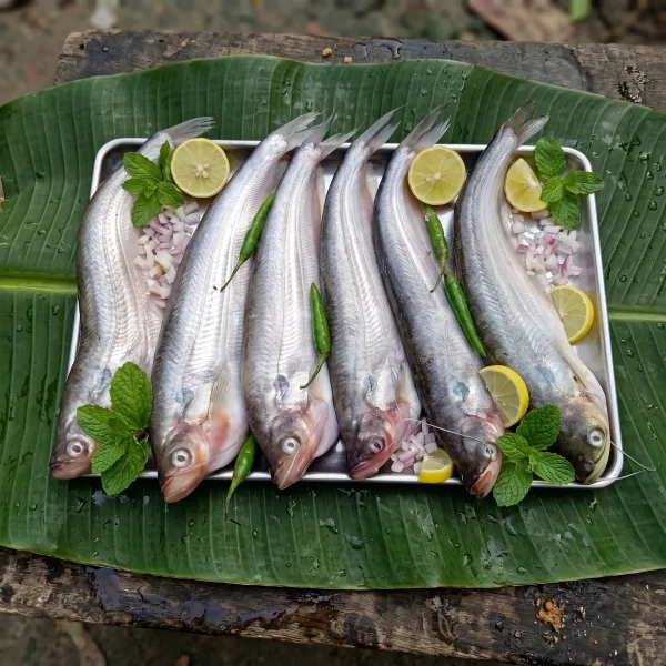 নদীর পাবদা মাছ